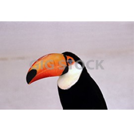 Birds 103
